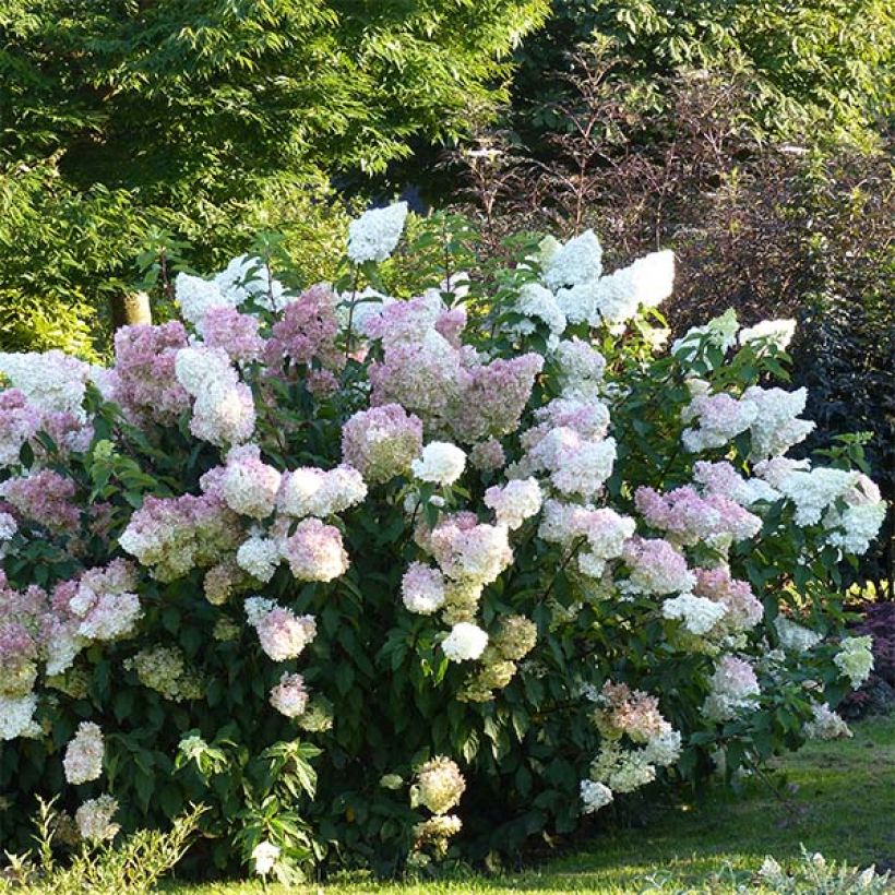 Rispenhortensie Vanille Fraise - Hydrangea paniculata (Plant habit)