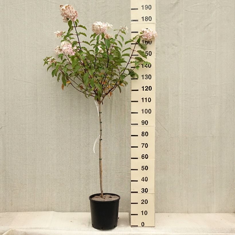 Exemplar von Rispenhortensie Vanille Fraise - Hydrangea paniculata Topf mit 6L/7L, Stamm wie im Herbst geliefert