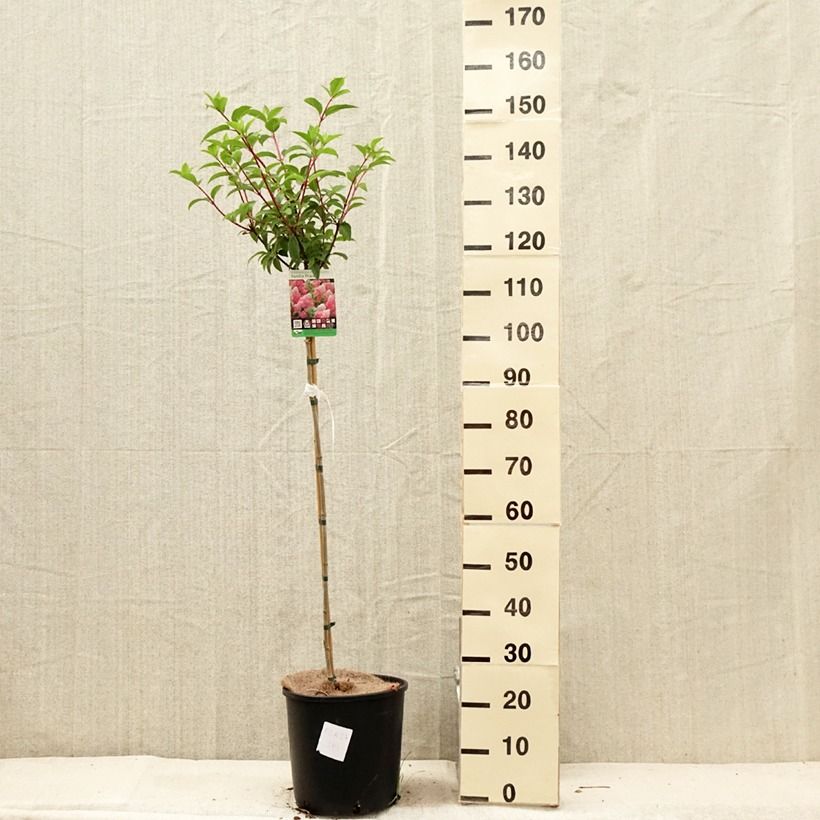 Exemplar von Rispenhortensie Vanille Fraise - Hydrangea paniculata Topf mit 6L/7L, Stamm wie im Sommer geliefert