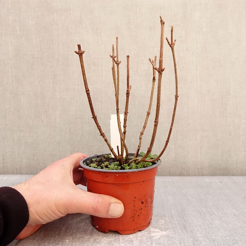 Example of Rispenhortensie White Light - Hydrangea paniculata Topf 12 cm / 13 cm as you get in hiver