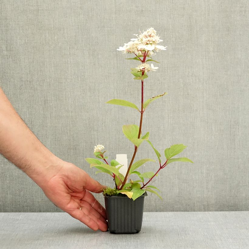 Exemplar von Rispenhortensie Wim's red - Hydrangea paniculata Kleine Töpfe von 8/9 cm wie im Frühjahr geliefert