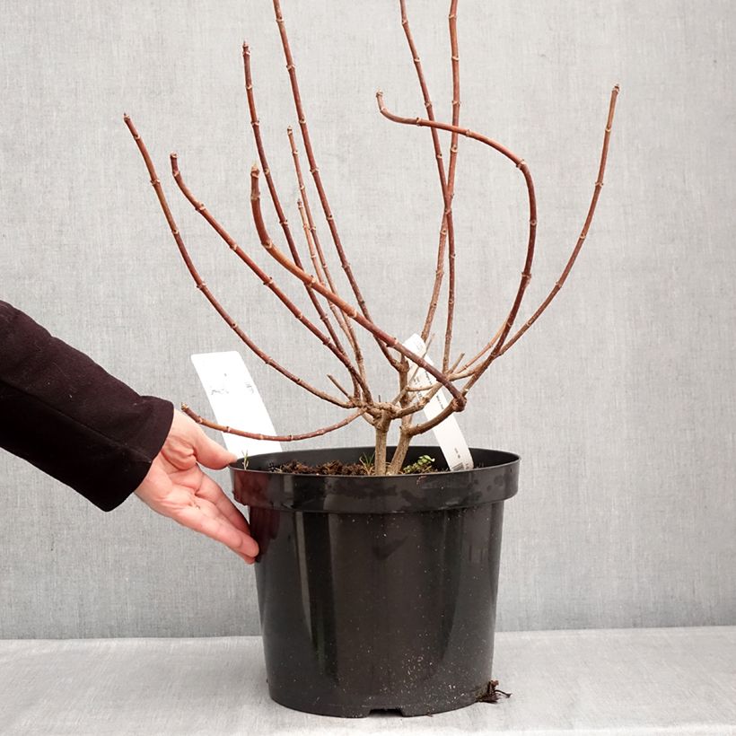 Exemplar von Rispenhortensie Wim's red - Hydrangea paniculata Topf mit 7,5L/10L wie im Winter geliefert