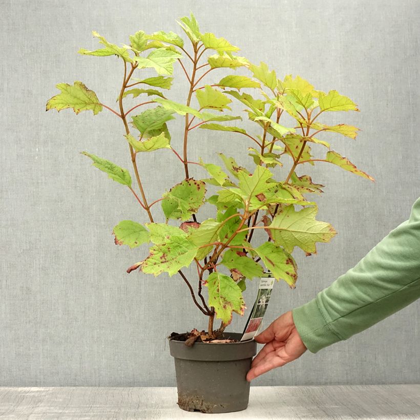 Exemplar von Eichenblatt-Hortensie Alice - Hydrangea quercifolia Topf mit 2L/3L wie im Sommer geliefert