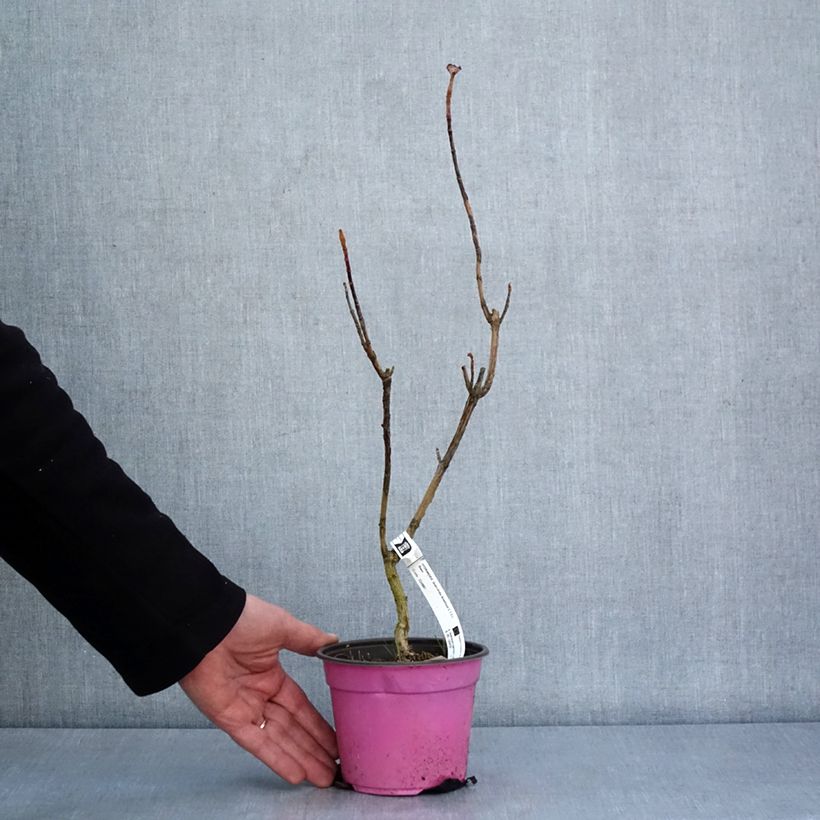 Example of Eichenblatt-Hortensie Amethyst - Hydrangea quercifolia Topf mit 1,5L/2L as you get in hiver