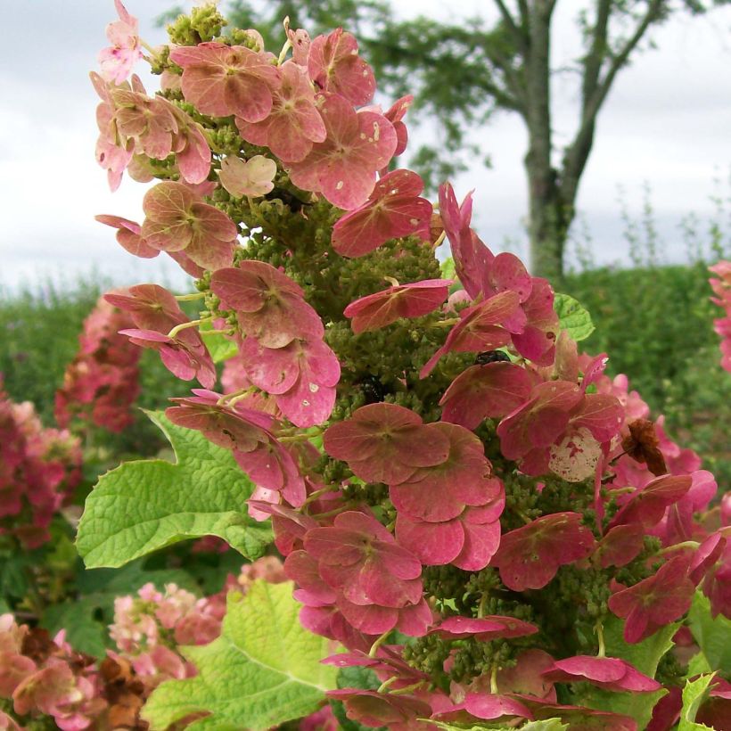 Eichenblatt-Hortensie Ruby Slippers - Hydrangea quercifolia (Blüte)