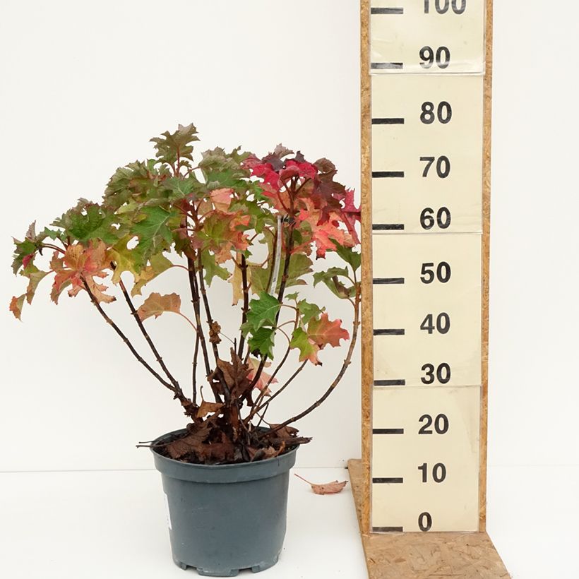 Exemplar von Eichenblatt-Hortensie Ruby Slippers - Hydrangea quercifolia Topf mit 7,5L/10L wie im Herbst geliefert