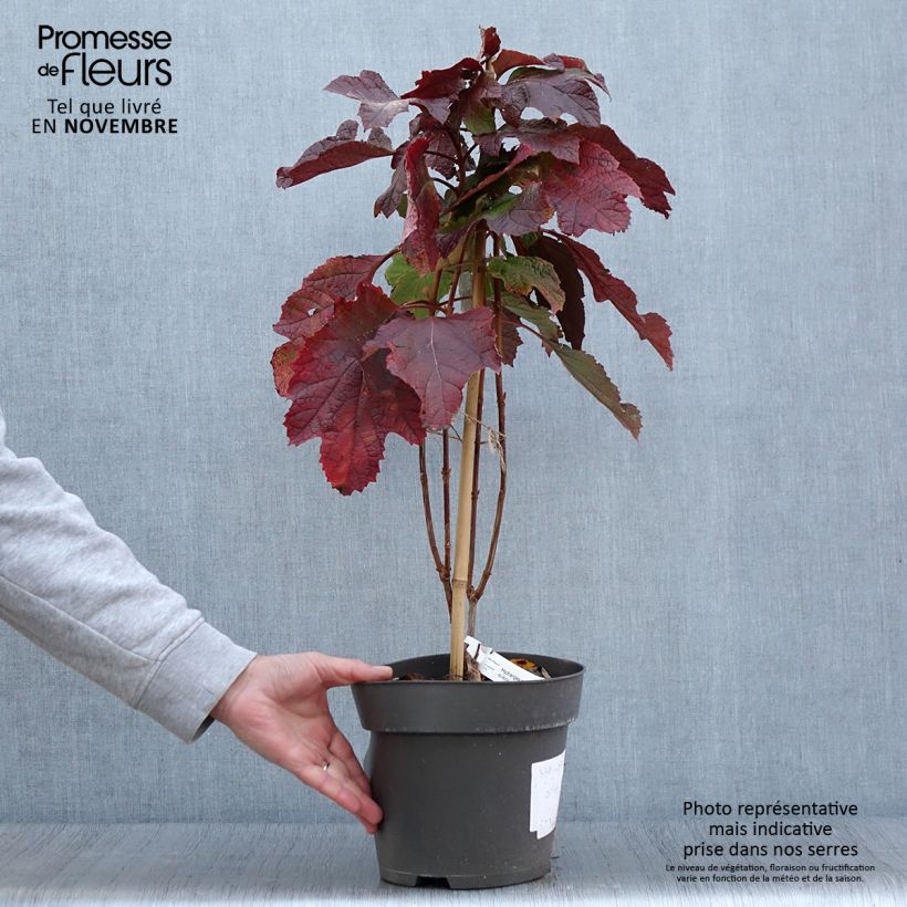 Exemplar von Hydrangea quercifolia Snowcicle - Hortensia à feuilles de chêne Pot de 4L/5L wie im Herbst geliefert