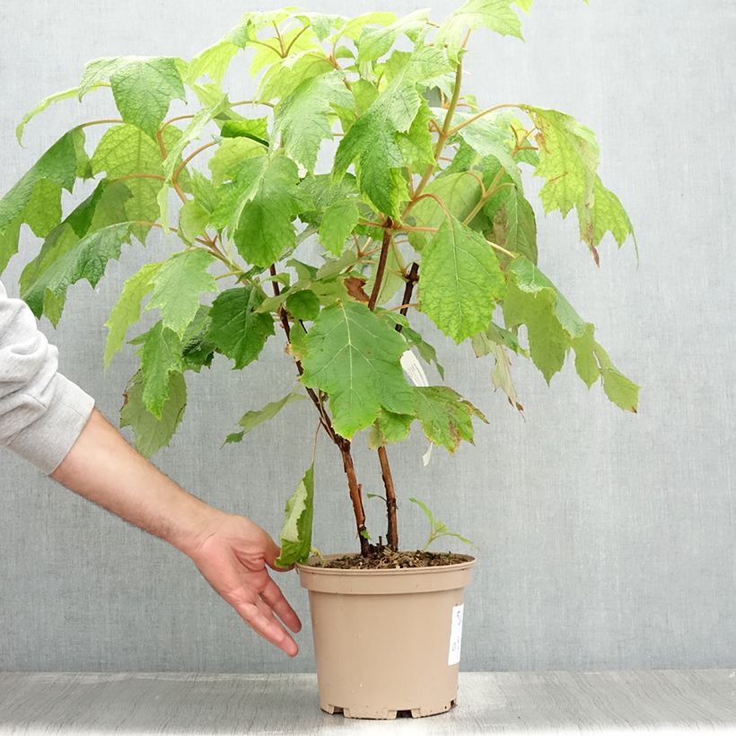 Exemplar von Eichenblatt-Hortensie Tara - Hydrangea quercifolia Topf mit 3L/4L wie im Sommer geliefert