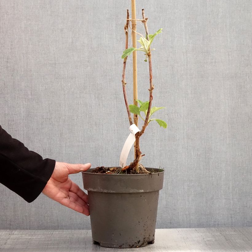 Exemplar von Eichenblatt-Hortensie Tara - Hydrangea quercifolia Topf mit 3L/4L wie im Frühjahr geliefert