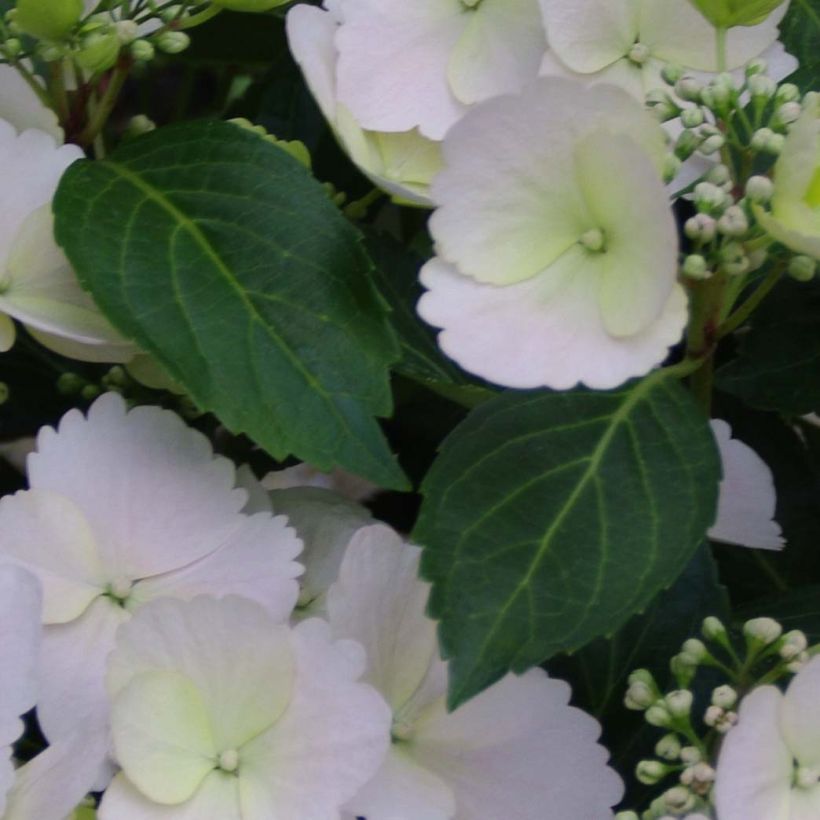 Hydrangea Runaway Bride - Girlanden-Hortensie (Foliage)