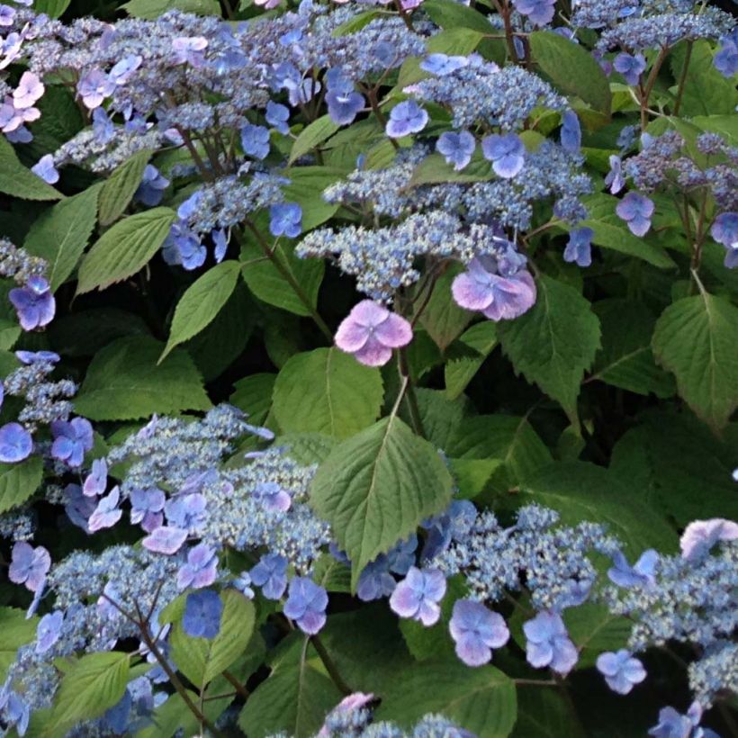 Hydrangea serrata Veerle - Tellerhortensie (Flowering)