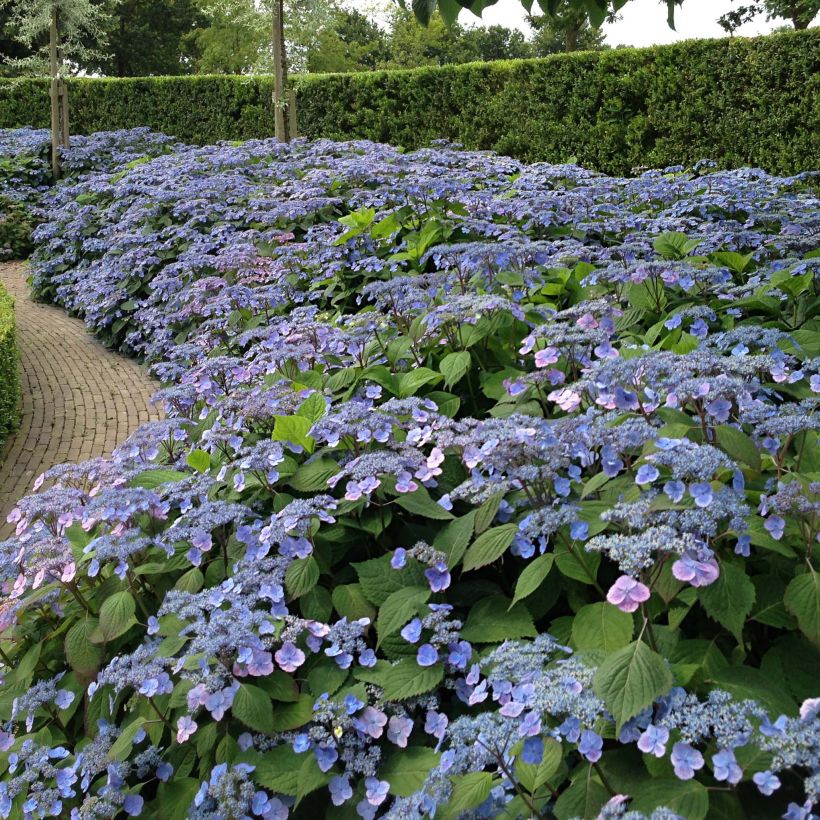 Hydrangea serrata Veerle - Tellerhortensie (Plant habit)