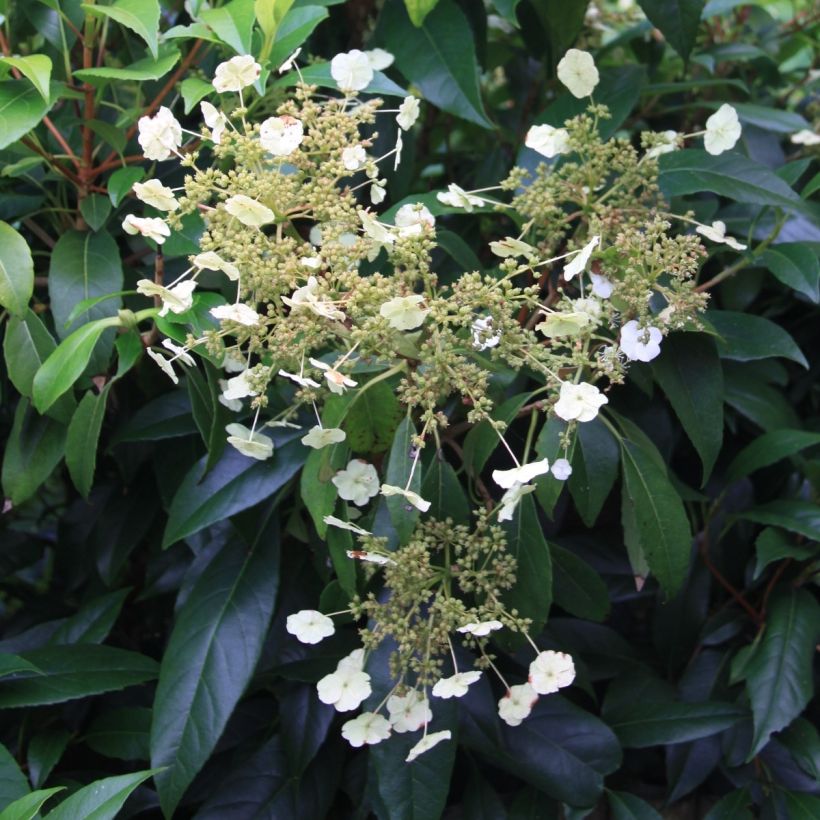 Hydrangea seemanii (Flowering)