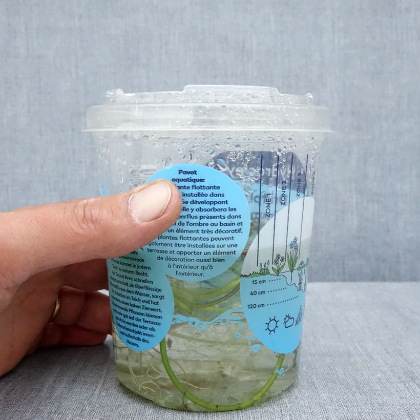 Exemplar von Hydrocleys nymphoides - Seerosenähnliche Wassermohn Box wie im Sommer geliefert