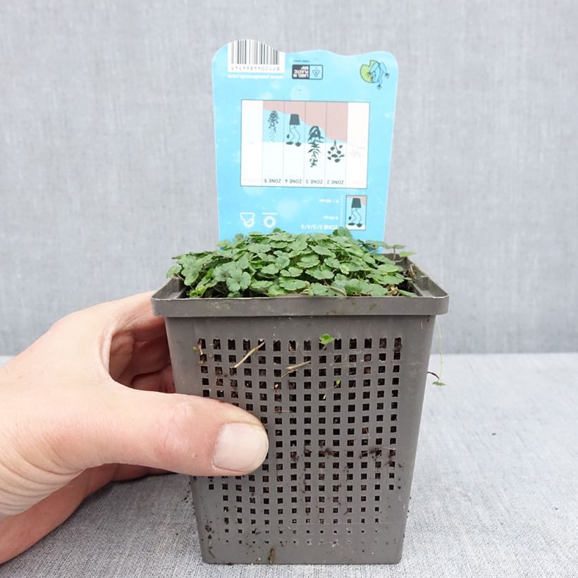 Example of Hydrocotyle nova-zealandiae - Neuseeland-Wassernabel Topf mit 1L/1,5L as you get in printemps