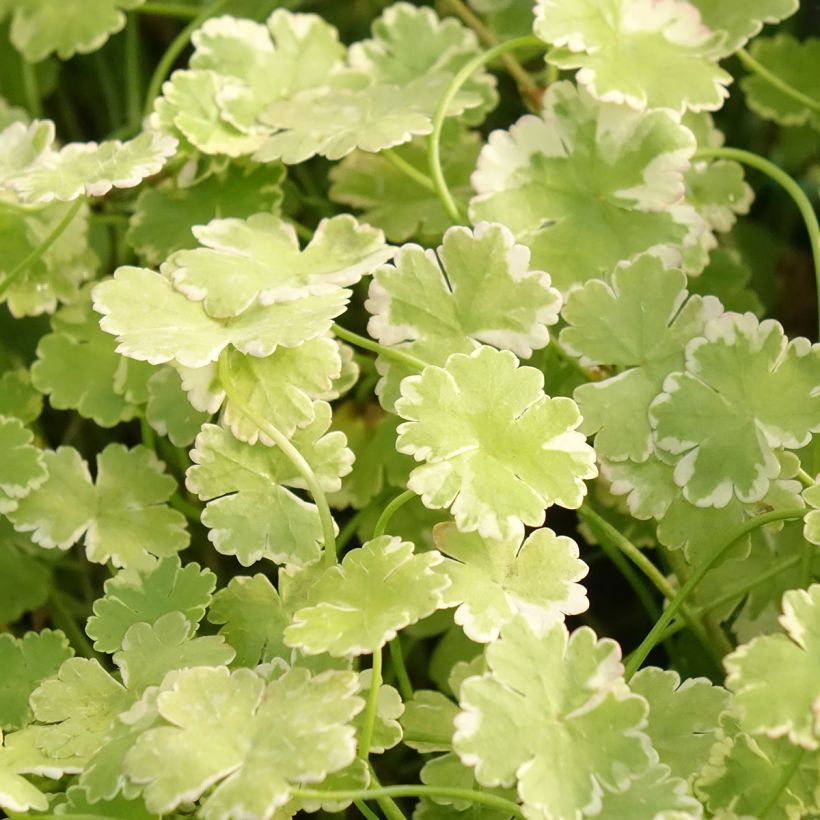 Hydrocotyle sibthorpioides - Kleinblättrige Wassernabel (Foliage)