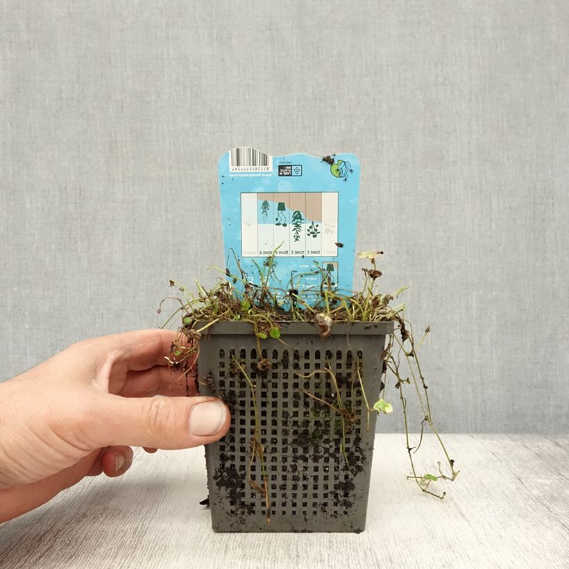 Exemplar von Hydrocotyle sibthorpioides Variegata Pot de 1L/1,5L wie im Herbst geliefert