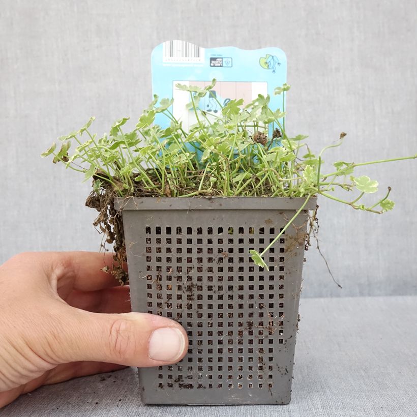 Example of Hydrocotyle sibthorpioides - Kleinblättrige Wassernabel Topf mit 1L/1,5L as you get in printemps