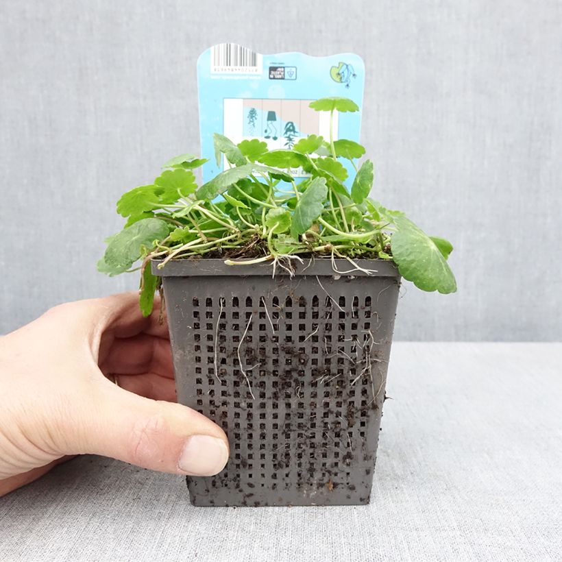 Example of Hydrocotyle vulgaris - Wassernabel Topf mit 1L/1,5L as you get in printemps