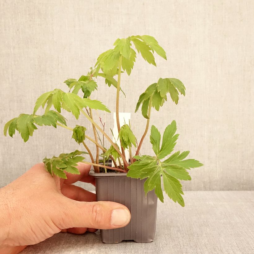 Exemplar von Hydrophyllum virginianum - Virginia Wasserblatt Kleine Töpfe von 8/9 cm wie im Frühjahr geliefert