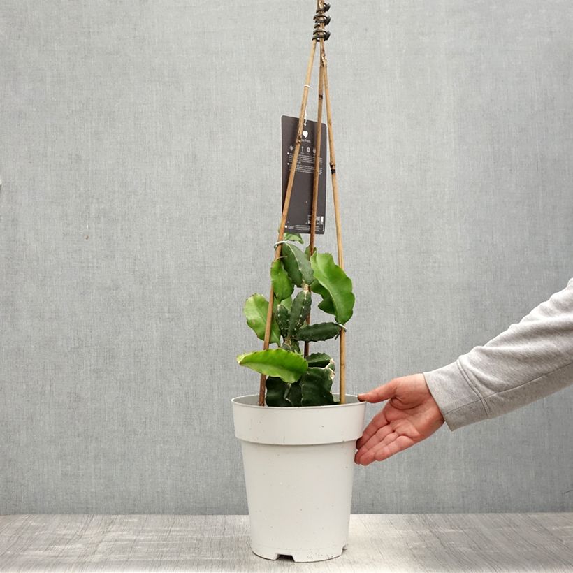 Exemplar von Chacam - Hylocereus undatus Topf mit 6L/7L wie im Frühjahr geliefert