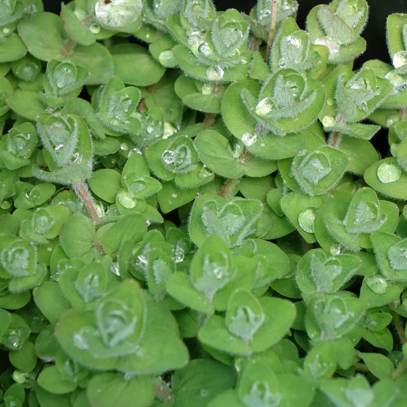 Hypericum elodes - Sumpf-Johanniskraut (Laub)
