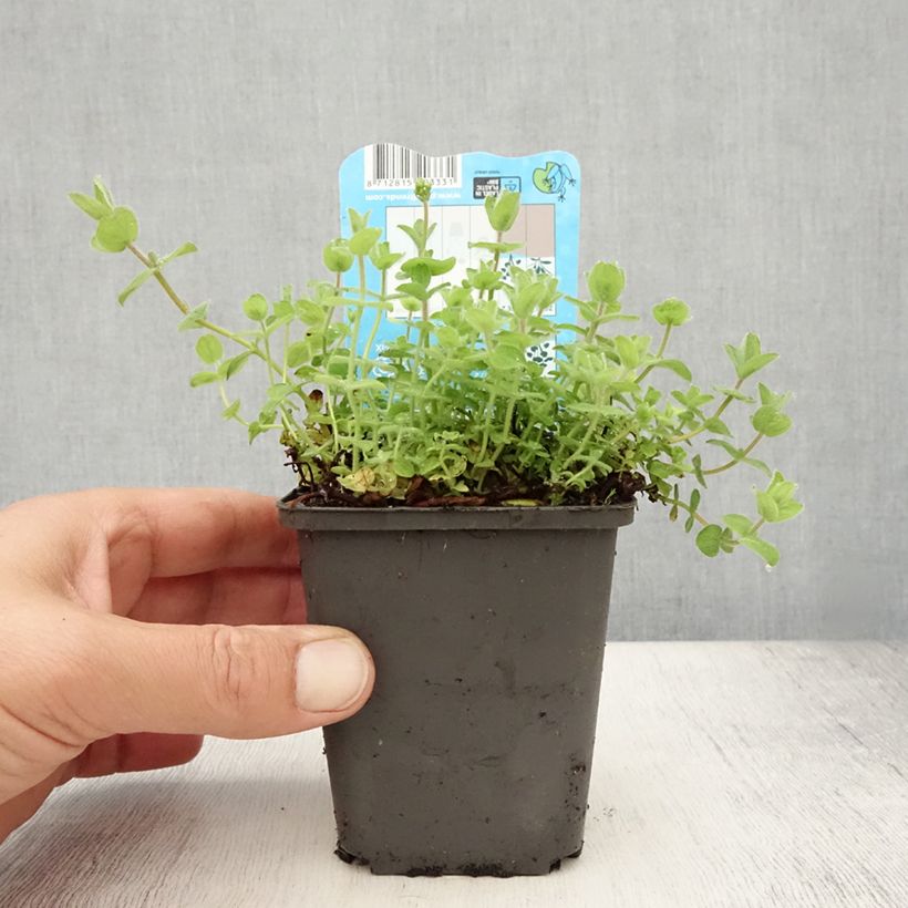 Exemplar von Hypericum elodes - Sumpf-Johanniskraut Kleine Töpfe von 8/9 cm wie im Sommer geliefert