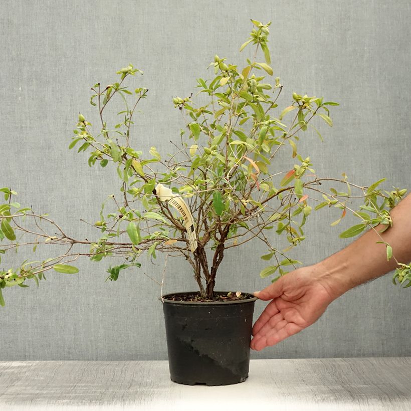 Exemplar von Hypericum frondosum Sunburst - Gold-Johanniskraut Topf mit 3L/4L wie im Sommer geliefert