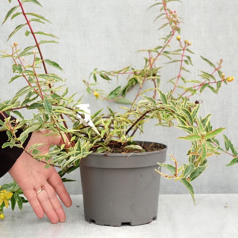 Exemplar von Hypericum Hidcote Limelight - Großblumiges Johanniskraut Topf mit 3L/4L wie im Herbst geliefert