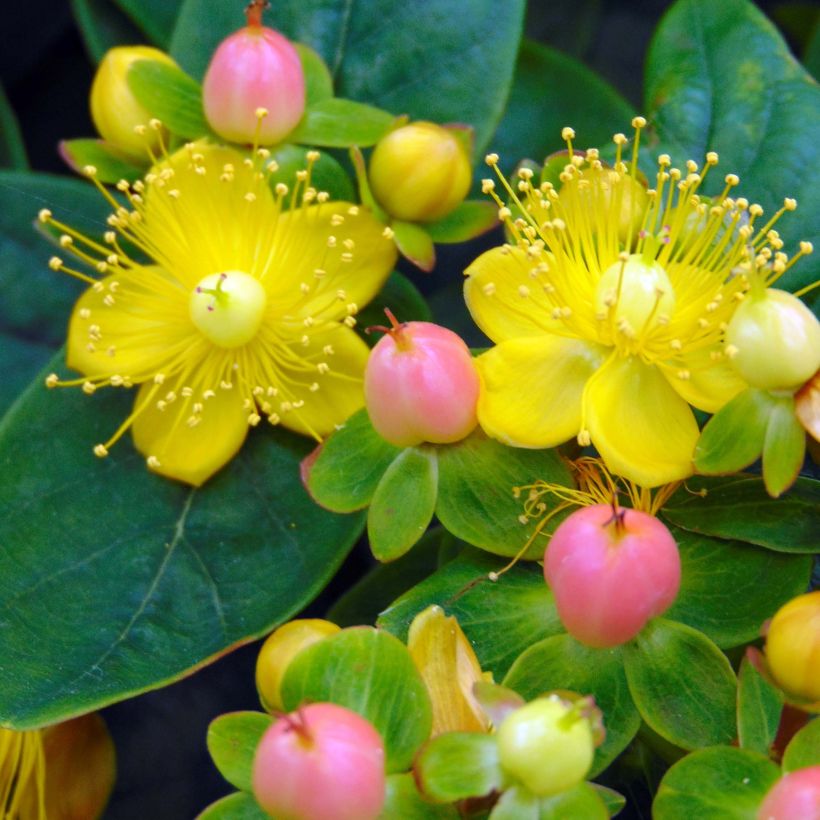 Hypericum Magical Beauty Kolmbeau - Johanniskraut (Flowering)