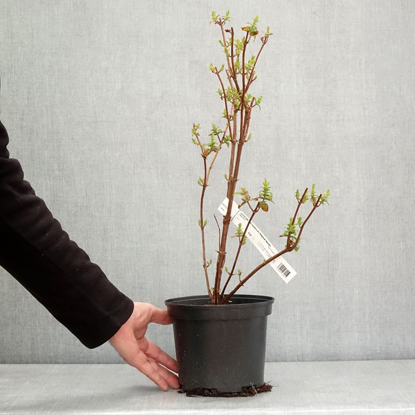 Exemplar von Hypericum inodorum Magical Beauty - Millepertuis Pot de 3L/4L wie im Winter geliefert