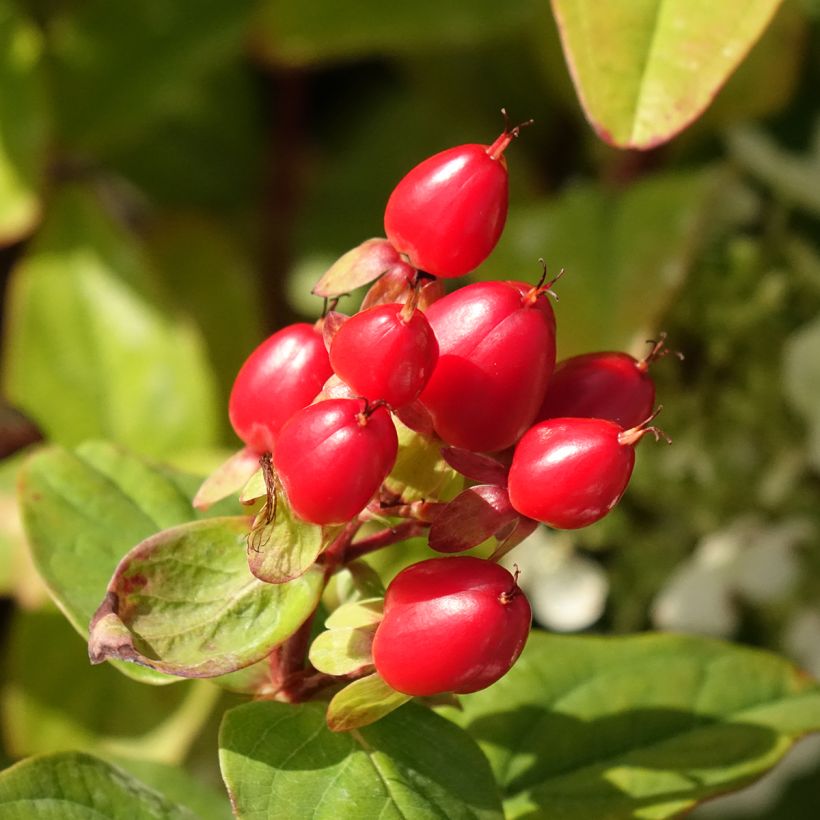 Hypericum Magical Universe - Johanniskraut (Harvest)