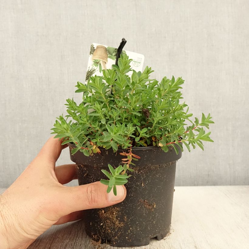 Exemplar von Hypericum perforatum - Johanniskraut Topf mit 1,5L/2L wie im Frühjahr geliefert