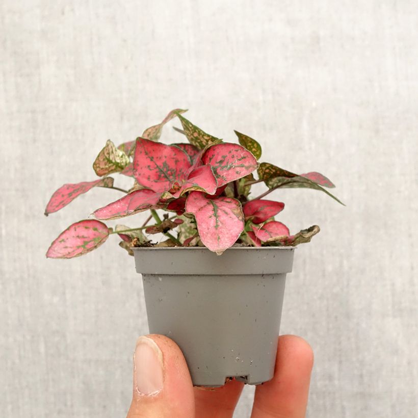 Example of Hypoestes phyllostachya Red - Hüllenklaue Mini-Pflanze as you get in printemps