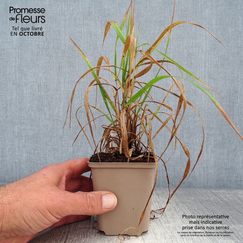 Exemplar von Hystrix patula - Flaschenbürstengras Kleine Töpfe von 8/9 cm wie im Herbst geliefert