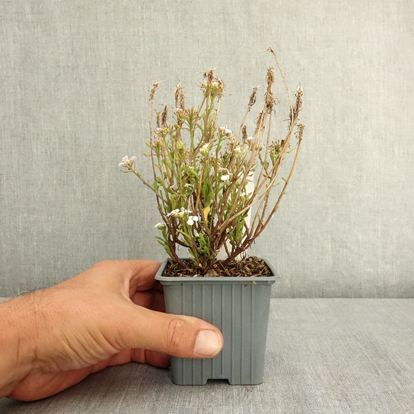 Exemplar von Iberis sempervirens First Flush Grace - Immergrüne Schleifenblume Kleine Töpfe von 8/9 cm wie im Sommer geliefert