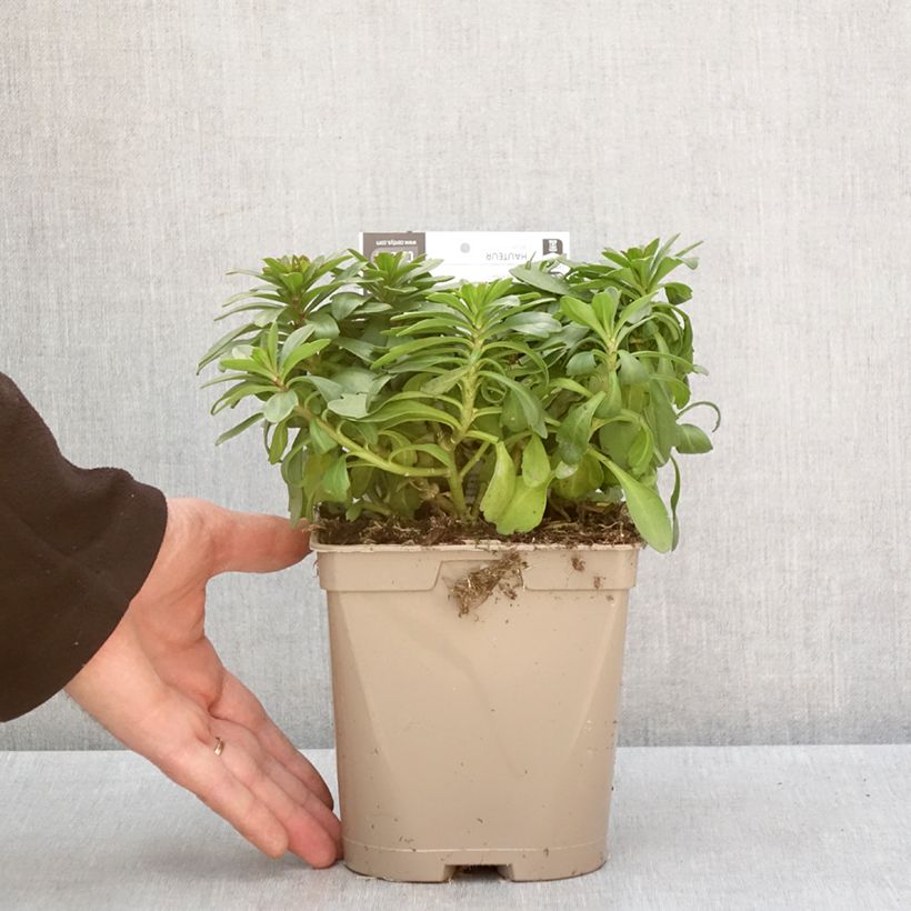 Exemplar von Iberis sempervirens Masterpiece - Corbeille d'argent  Pot de 2L/3L wie im Winter geliefert
