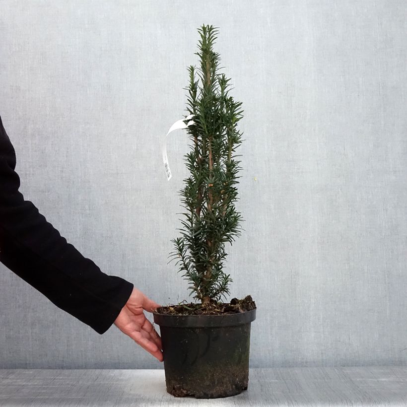 Example of Säuleneibe Black Tower - Taxus baccata fastigiata Topf mit 4L/5L as you get in printemps