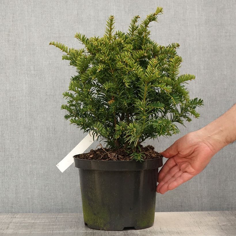 Exemplar von Eibe Kupfergold - Taxus baccata Topf mit 4L/5L wie im Frühjahr geliefert