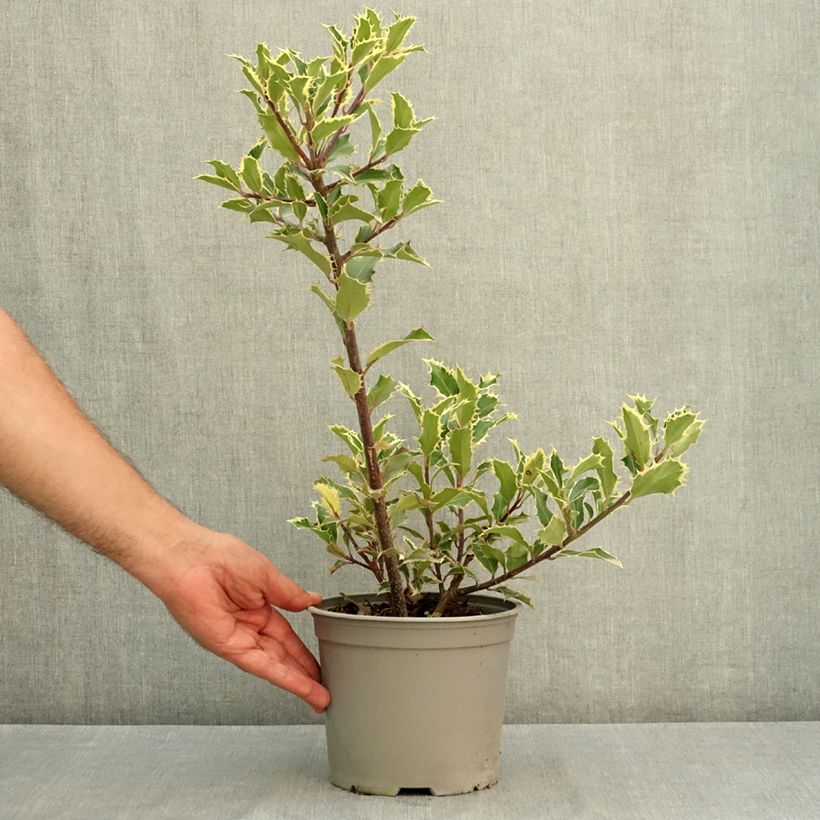 Exemplar von Europäische Stechpalme Handsworth New Silver - Ilex aquifolium Topf mit 3L/4L wie im Sommer geliefert