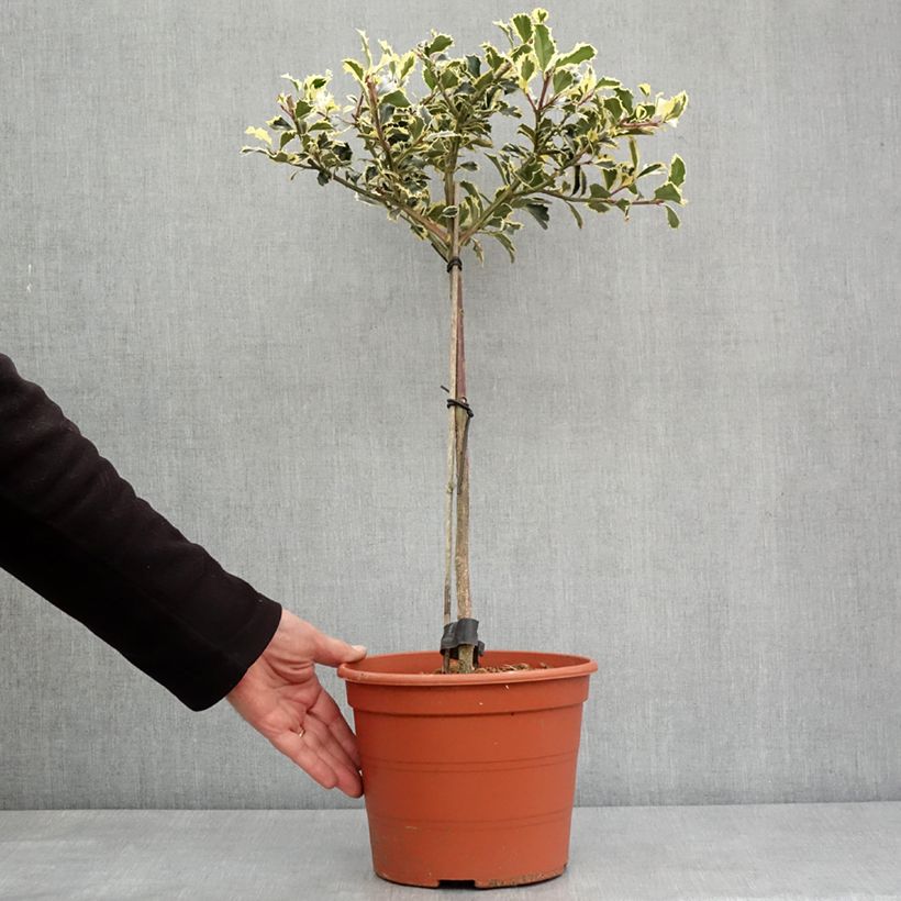 Example of Weißbunte Stechpalme Silver Queen - Ilex aquifolium Topf mit 4L/5L, Stamm as you get in hiver