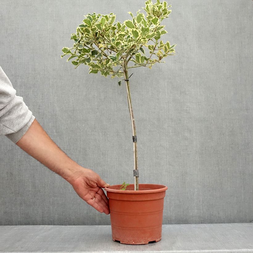 Exemplar von Weißbunte Stechpalme Silver Queen - Ilex aquifolium Topf mit 4L/5L, Stamm wie im Sommer geliefert