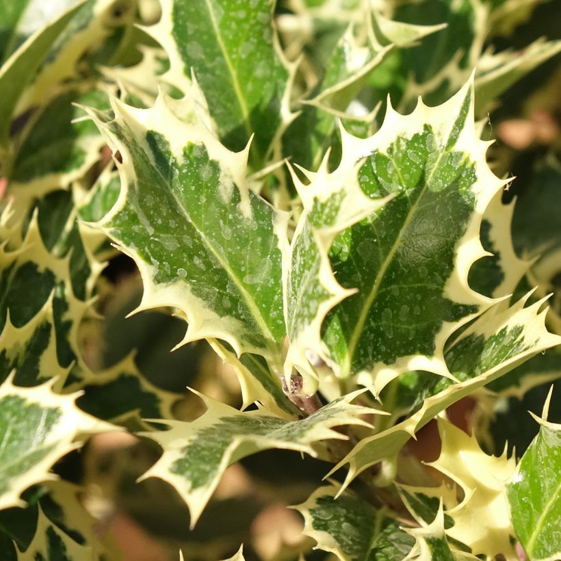 Weißbunte Stechpalme Silver Queen - Ilex aquifolium (Foliage)
