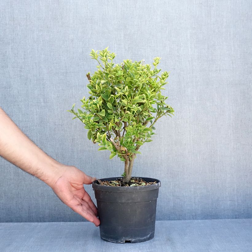 Exemplar von Ilex maximowicziana Kanehirae - Stechpalme Topf mit 3L/4L wie im Sommer geliefert