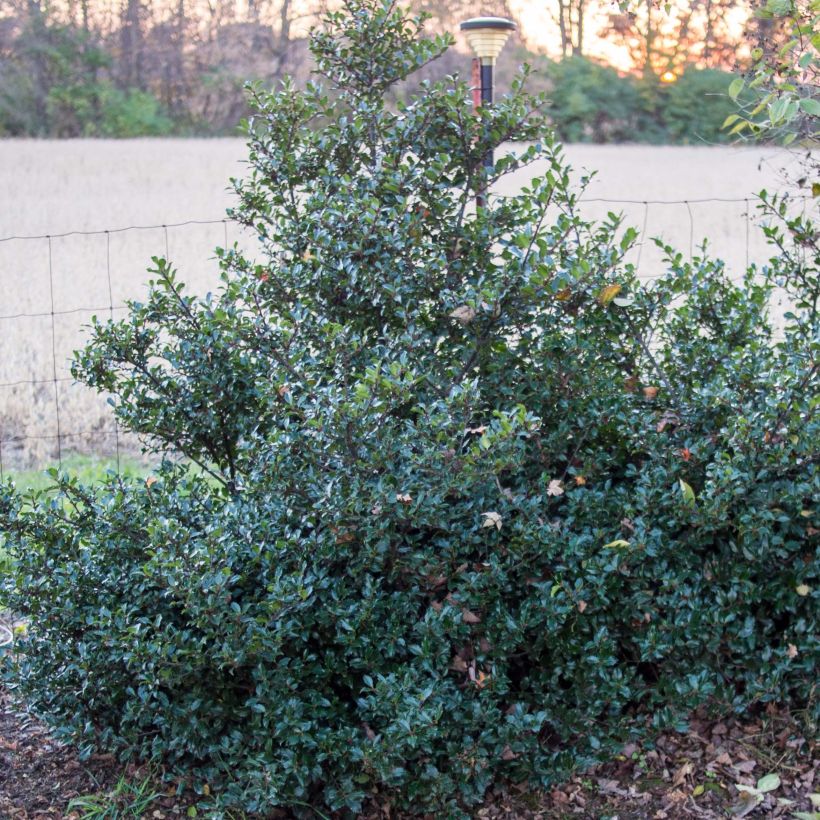 Stechpalme Blue Prince - Ilex meserveae (Plant habit)