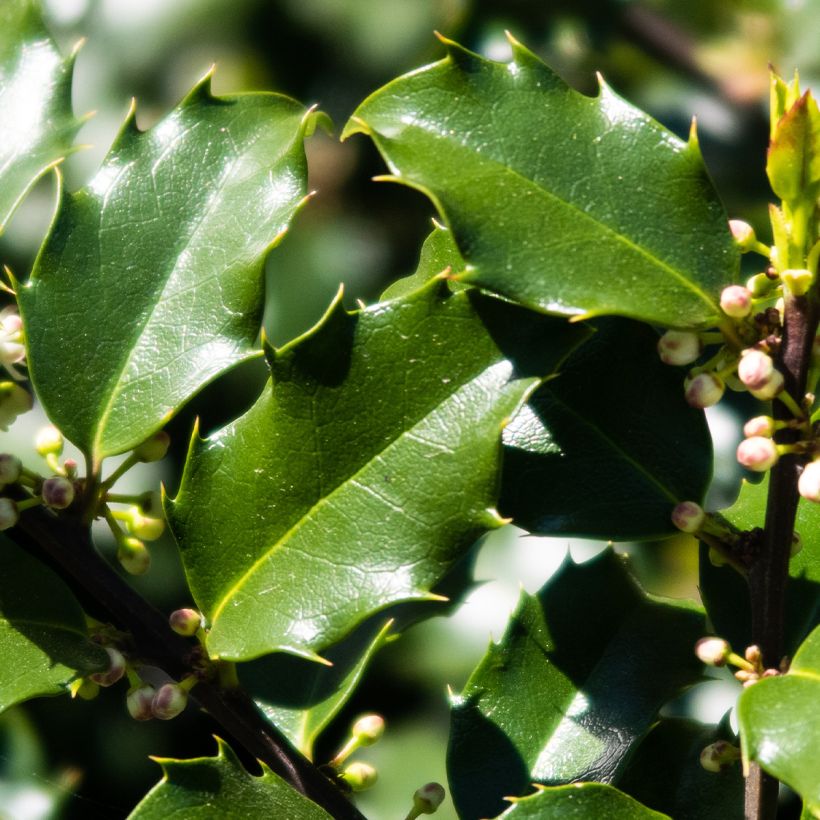 Stechpalme Heckenstar - Ilex meserveae (Foliage)