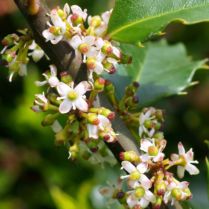 Stechpalme Heckenstar - Ilex meserveae (Flowering)