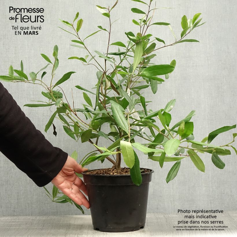 Example of Ilex paraguariensis - Yerba maté, Thé du Paraguay Pot de 3L/4L as you get in printemps