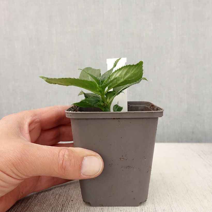 Exemplar von Sonnenlieschen Sunpatiens Compact Blanc - Impatiens Kleine Töpfe von 8/9 cm wie im Frühjahr geliefert