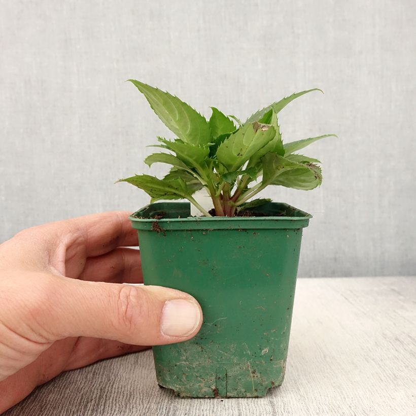 Exemplar von Sonnenlieschen Sunpatiens Compact Electric Orange - Impatiens Kleine Töpfe von 8/9 cm wie im Frühjahr geliefert